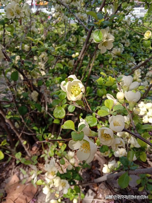 4月中下旬北方处于开花期的园林树木（一）满满的干货
