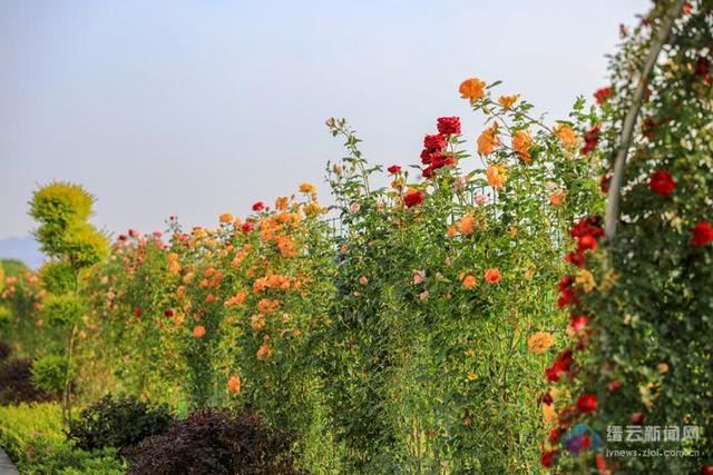 这条百米花墙花开正当时，你打卡了吗？