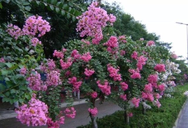 1棵紫薇开花1000朵，花期达100天，人称“百日红”，能活100年
