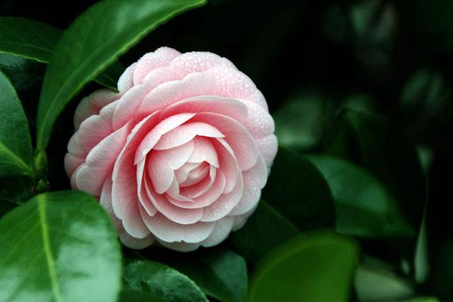 山茶花，如何养殖，对肥料的需求大吗