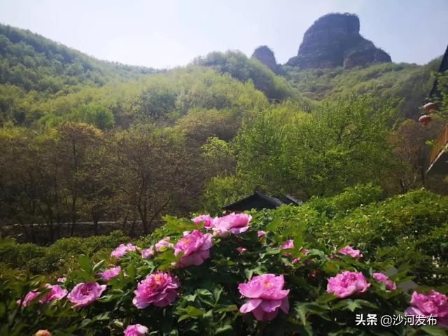 沙河:秦王湖畔牡丹开 沙河:秦王湖畔牡丹开