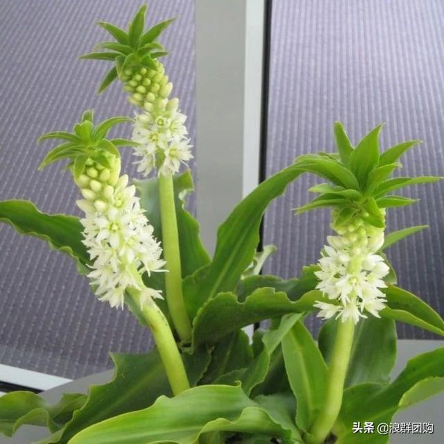 省心省力受欢迎的海芋、凤梨百合、德国鸢尾、耧斗菜、虎眼万年青