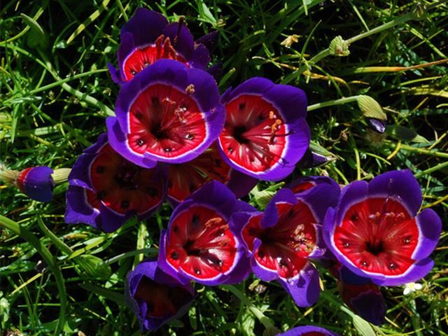 让人一见倾心的酒杯花，开花色彩绚丽形状奇异，可以播种繁殖