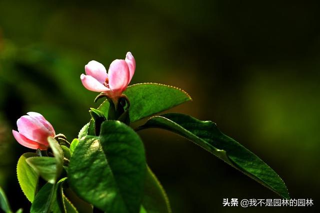 4月中下旬北方处于开花期的园林树木（一）满满的干货