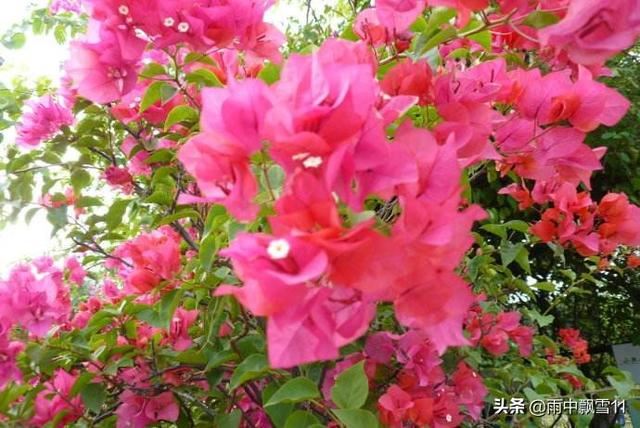 杜鹃花怎么养才能花开艳丽？教你2分钟掌握杜鹃花养殖方法