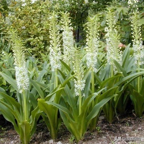 省心省力受欢迎的海芋、凤梨百合、德国鸢尾、耧斗菜、虎眼万年青