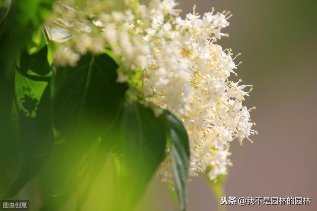 紫丁香 白丁香 暴马丁香 欧洲丁香 这么多丁香你都分得清嘛？