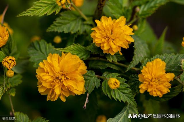 4月中下旬北方处于开花期的园林树木（一）满满的干货