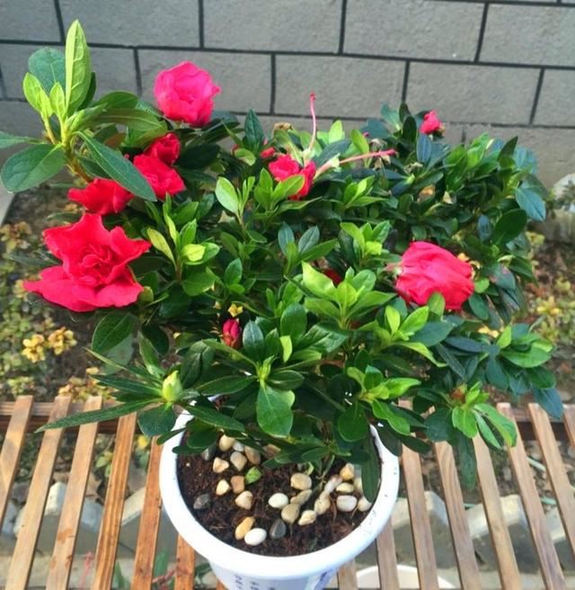养杜鹃花的3个“技巧”，不掉叶不黄叶，绿油油，花越开越鲜艳
