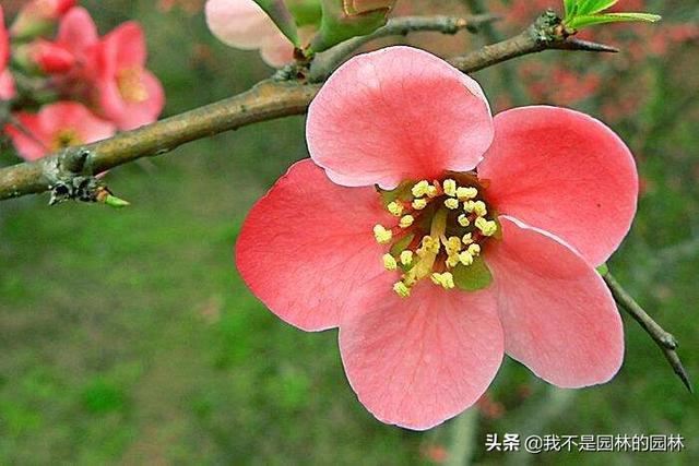 4月中下旬北方处于开花期的园林树木（一）满满的干货