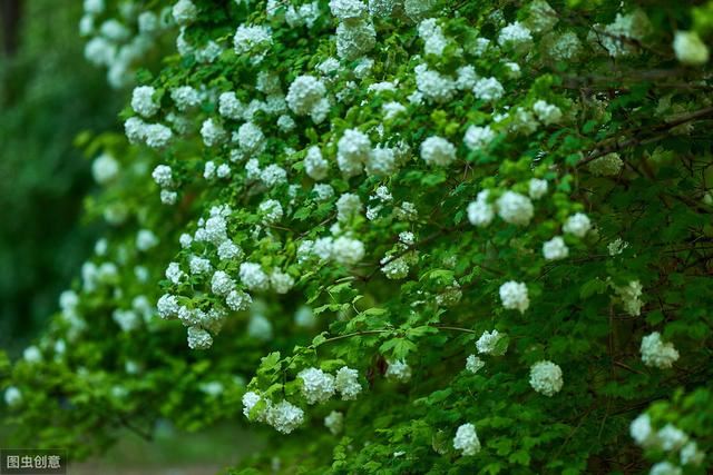 花似绣球，却不是绣球，一树花开美翻天