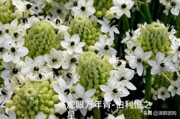省心省力受欢迎的海芋、凤梨百合、德国鸢尾、耧斗菜、虎眼万年青