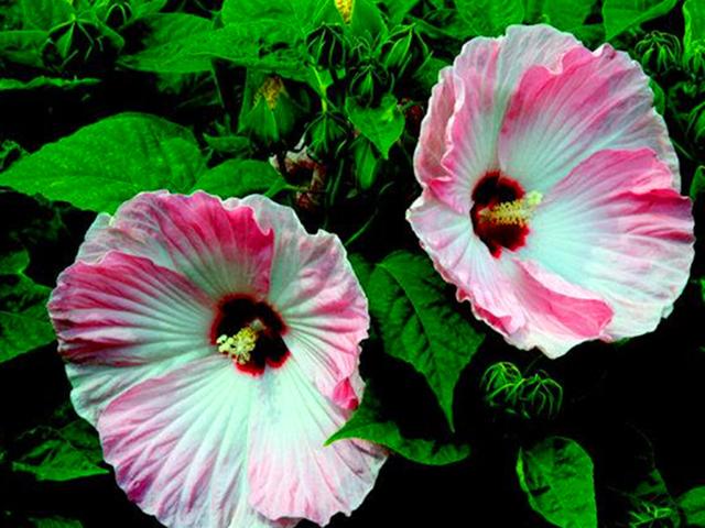 花朵大颜色艳的大花芙蓉葵，春天播种，养护好夏秋一片灿烂