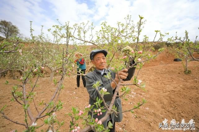【造林绿化】王窑镇: 推进绿化美化 建设美丽乡村