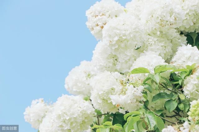花似绣球，却不是绣球，一树花开美翻天
