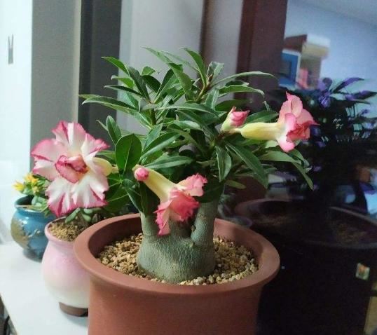 超耐旱的花,不用经常浇水,反而开花很多 超耐旱的花,不用经常浇水,反而开花很多