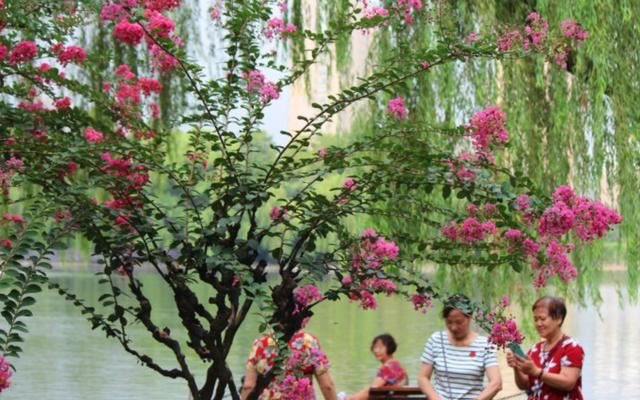 1棵紫薇开花1000朵，花期达100天，人称“百日红”，能活100年