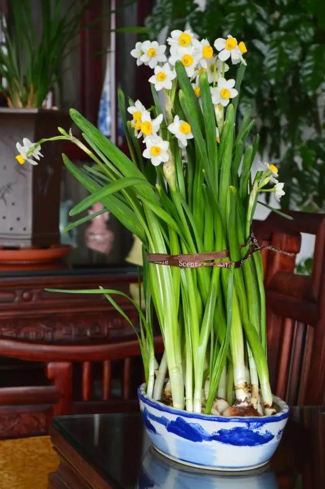 清欢养花｜养水仙花，离仙和美，又近了一步