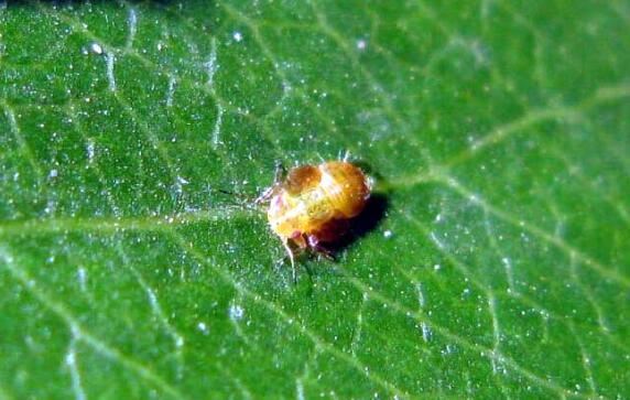 1850年，一株漂亮的植物被带回英国，一场可怕的物种入侵随之开启