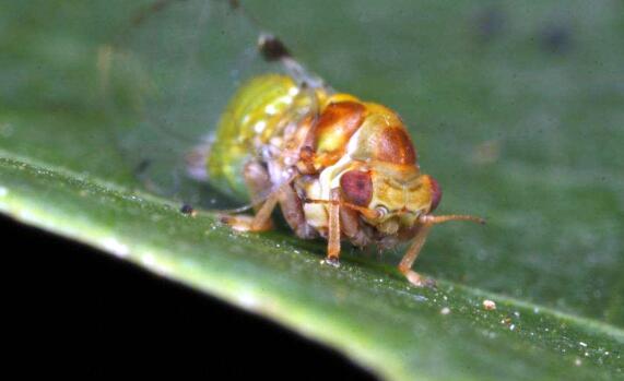 1850年，一株漂亮的植物被带回英国，一场可怕的物种入侵随之开启