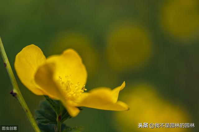 4月中下旬北方处于开花期的园林树木（一）满满的干货