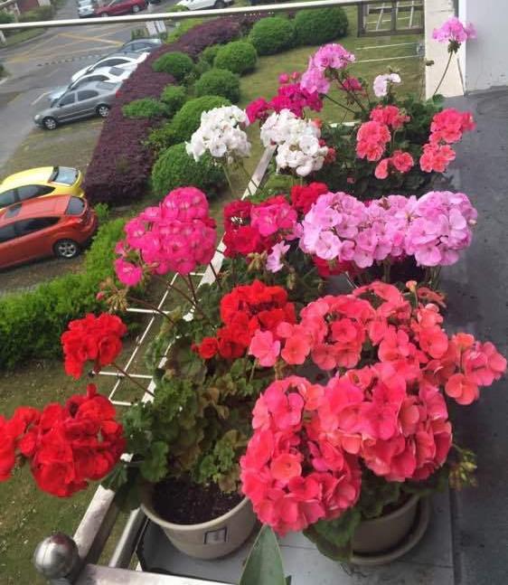 这6种花，是有名的“度夏死”，现在入手要谨慎，秋天买最划算