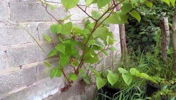 1850年，一株漂亮的植物被带回英国，一场可怕的物种入侵随之开启