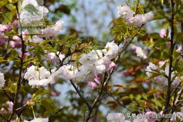4月中下旬北方处于开花期的园林树木（一）满满的干货