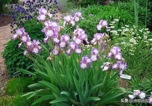 省心省力受欢迎的海芋、凤梨百合、德国鸢尾、耧斗菜、虎眼万年青