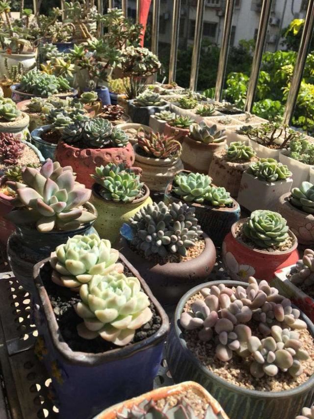 这6种花，是有名的“度夏死”，现在入手要谨慎，秋天买最划算