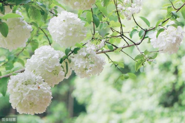 花似绣球，却不是绣球，一树花开美翻天