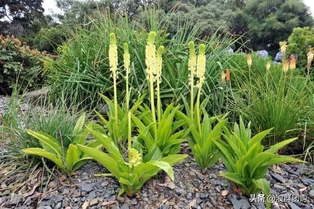 省心省力受欢迎的海芋、凤梨百合、德国鸢尾、耧斗菜、虎眼万年青