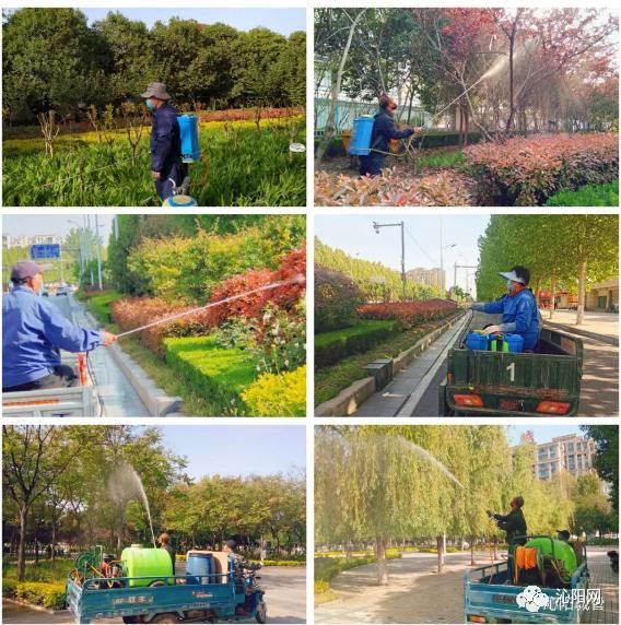 市园林绿化中心：“打药除虫”做好春季绿化养护工作