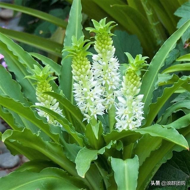 省心省力受欢迎的海芋、凤梨百合、德国鸢尾、耧斗菜、虎眼万年青