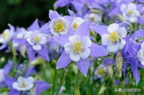 省心省力受欢迎的海芋、凤梨百合、德国鸢尾、耧斗菜、虎眼万年青