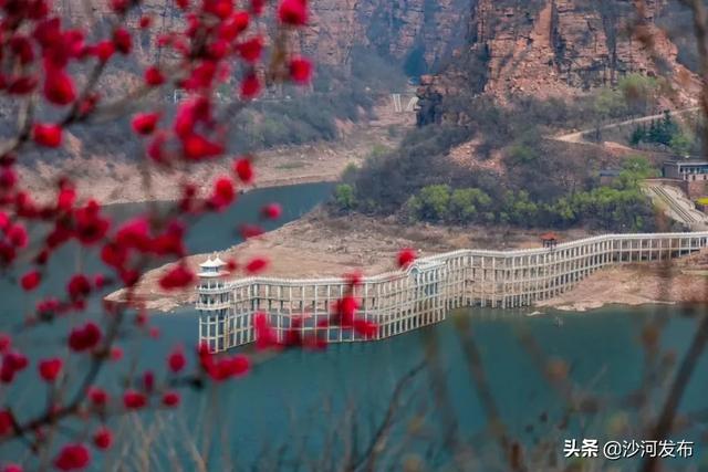 沙河:秦王湖畔牡丹开 沙河:秦王湖畔牡丹开