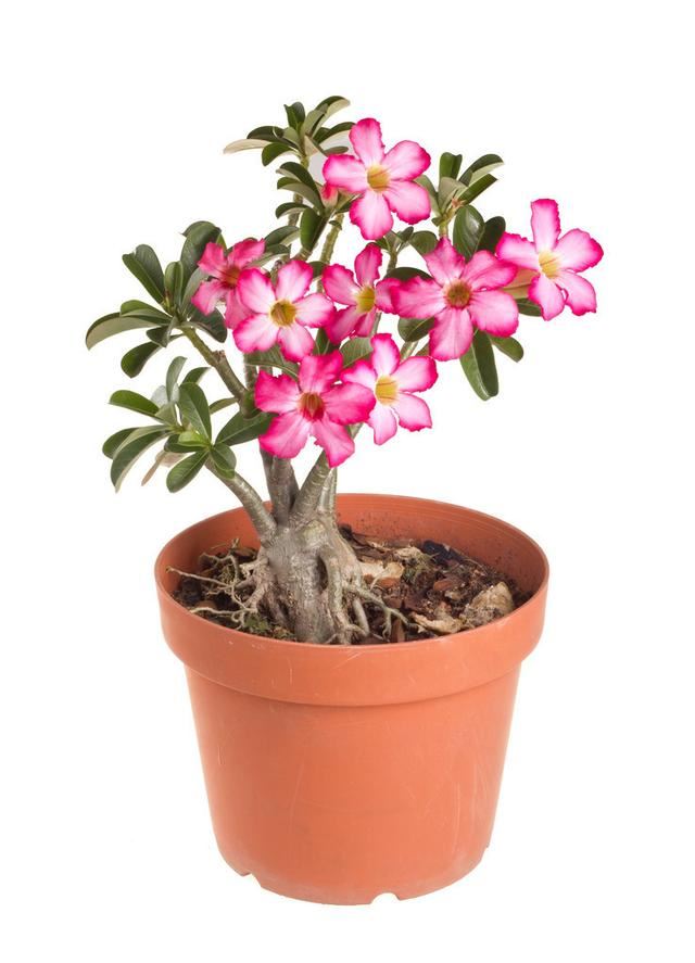 沙漠玫瑰萌芽在即，养护做2个变动，新芽“蹭蹭”冒，5月就见花