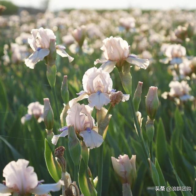 省心省力受欢迎的海芋、凤梨百合、德国鸢尾、耧斗菜、虎眼万年青
