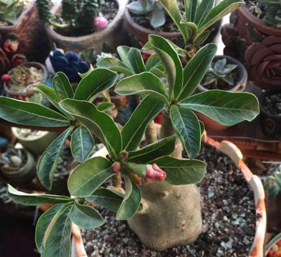 超耐旱的花,不用经常浇水,反而开花很多 超耐旱的花,不用经常浇水,反而开花很多