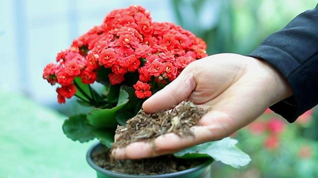 一盆开满季，如此“高逼格”的花卉，你就不动心吗？