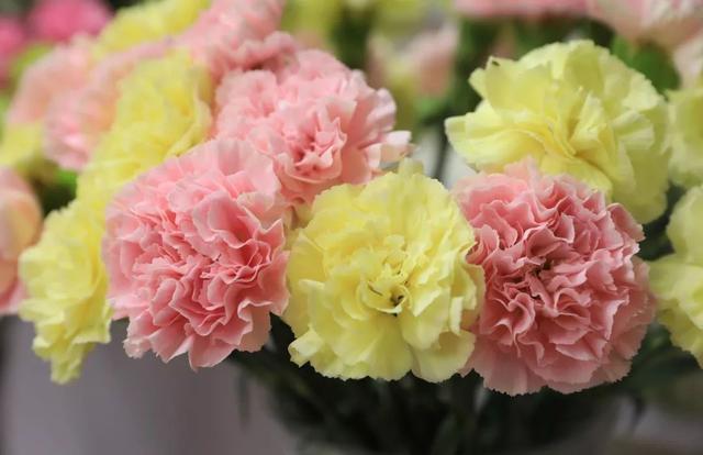 百合花爱凉爽，康乃馨别喷水？最经典的几款鲜花，这样保养才最美