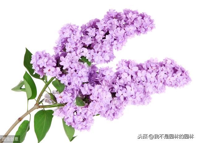 紫丁香 白丁香 暴马丁香 欧洲丁香 这么多丁香你都分得清嘛？
