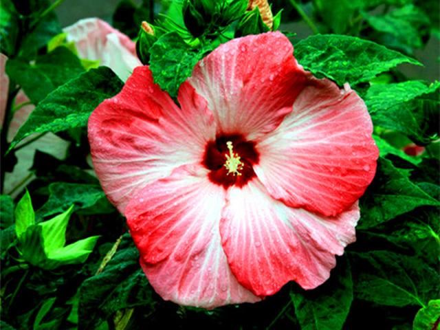 花朵大颜色艳的大花芙蓉葵，春天播种，养护好夏秋一片灿烂