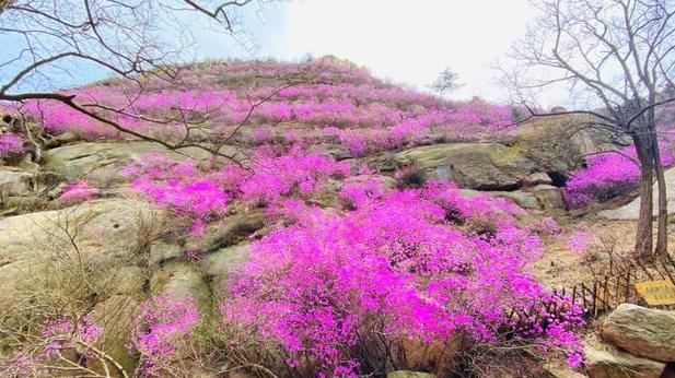 2020年，你没见过的大珠山杜鹃花会，我来带你看一看