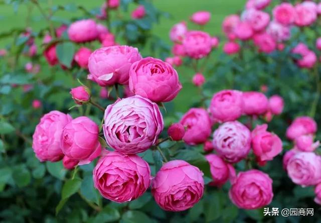 这种花卉既好看又好养,它是一款庭院绿化的佳品 这种花卉既好看又好养,它是一款庭院绿化的佳品