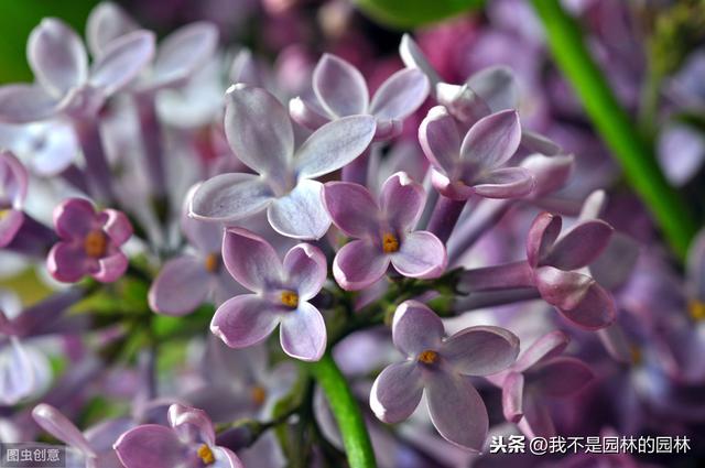 紫丁香 白丁香 暴马丁香 欧洲丁香 这么多丁香你都分得清嘛？