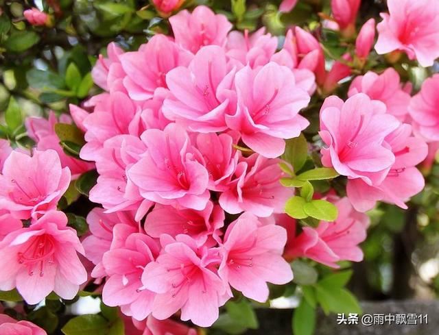 杜鹃花怎么养才能花开艳丽？教你2分钟掌握杜鹃花养殖方法