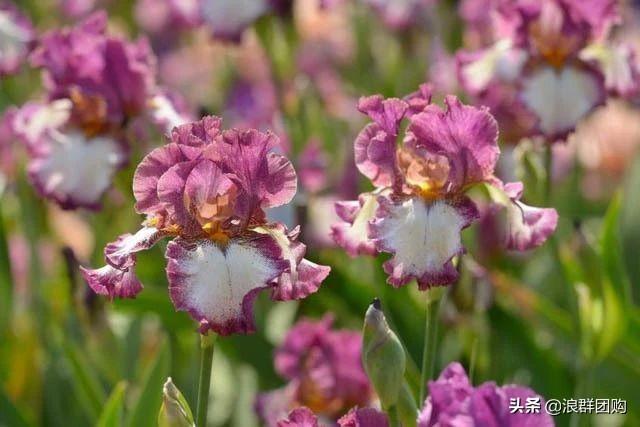 省心省力受欢迎的海芋、凤梨百合、德国鸢尾、耧斗菜、虎眼万年青