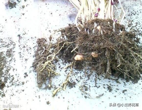 紫叶酢浆草，养殖实录，操作简单，花期长达8个月，观赏性绝佳！