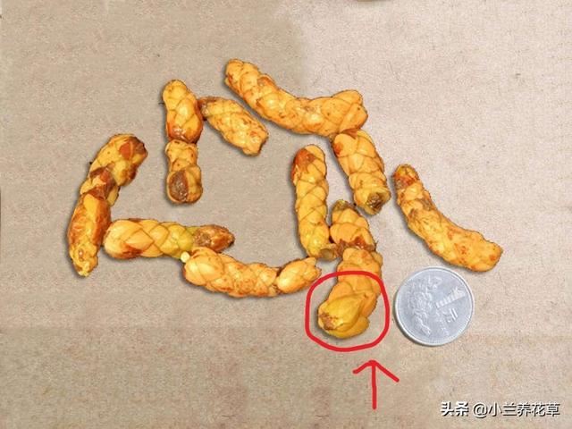 紫叶酢浆草，养殖实录，操作简单，花期长达8个月，观赏性绝佳！